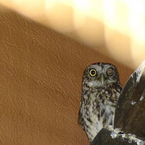 Little owl (Athene noctua)