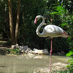Greater flamingo (Phoenicopterus roseus)