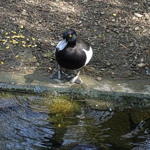 Tufted duck (Aythya fuligula)