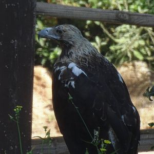Spanish imperial eagle (Aquila adalberti)