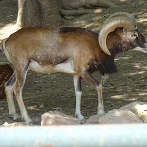 European mouflon (Ovis aries musimon)
