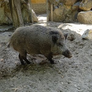 European wild boar (Sus scrofa)