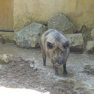 European wild boar (Sus scrofa)