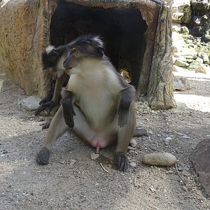 White-crowned mangabey (Cercocebus torquatus)