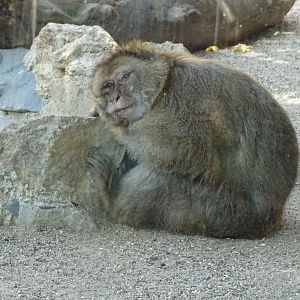 Barbary ape (Macaca sylvanus)