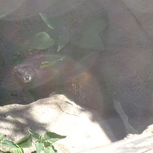 European mink (Mustela lutreola)