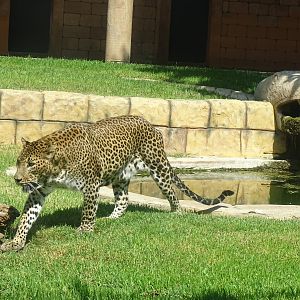 Sri Lankan leopard (Panthera pardus kotiya)