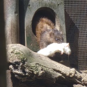 European mink (Mustela lutreola)