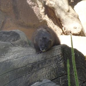 European mink (Mustela lutreola)