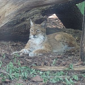 Eurasian lynx (Lynx lynx)