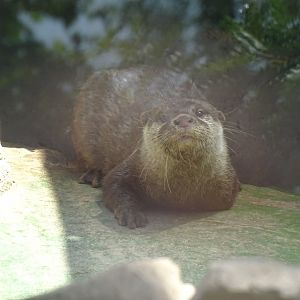 Asian small-clawed otter (Aonyx cinereus)