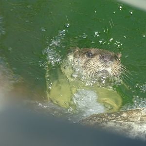 Eurasian otter (Lutra lutra)