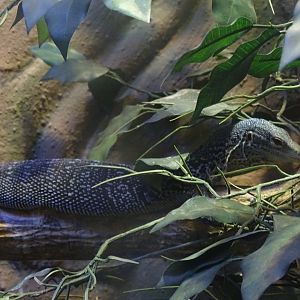 Blue-spotted tree monitor (Varanus macraei)