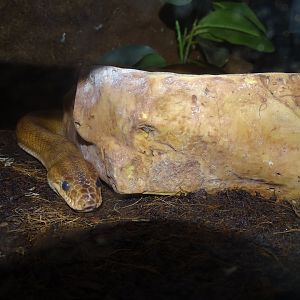 Rainbow boa (Epicrates cenchria)