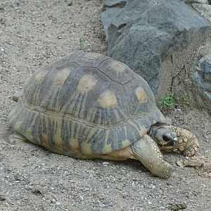 Radiated tortoise (Astrochelys radiata)