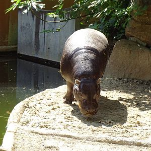 Pygmy hippo (Choeropsis liberiensis)