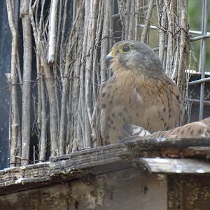 Common kestrel (Falco tinnunculus)