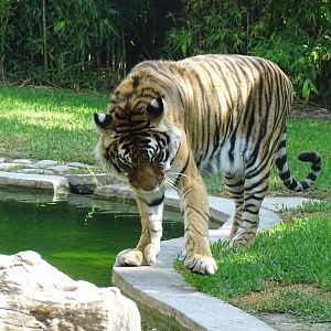 Tiger (Panthera tigris)