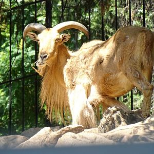 Audad (Ammotragus lervia)