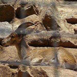 Iberian ibex (Capra pyrenaica)