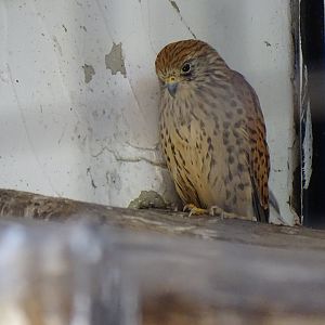 Lesser kestrel (Falco naumanni)