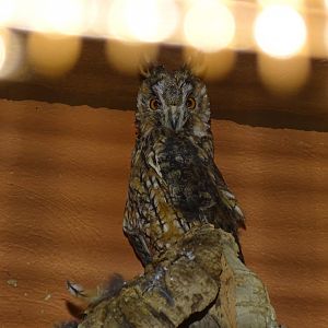 Long-eared owl (Asio otus)