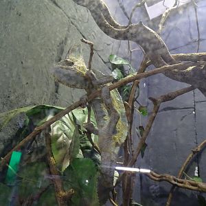 Veiled chameleon (Chamaeleo calyptratus)