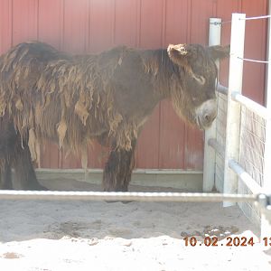 poitou donkey