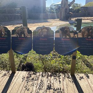 New Bull Yard Elephant Signs