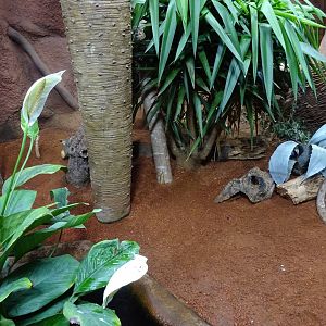 Tropikariet - Madagascar - Tortoise exhibit