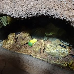 Tropikariet - Madagascar - Cockroach exhibit