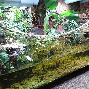Tropikariet - Congo River - Crocodile exhibit #1
