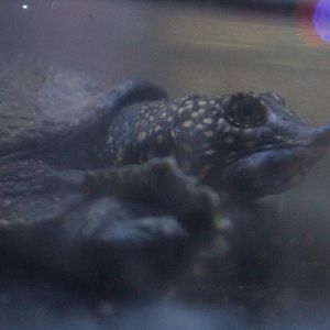 Asiatic softshell turtle (Amyda cartilaginea)