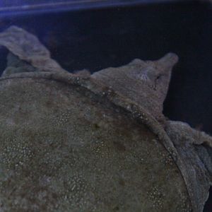 Chinese softshell turtle (Pelodiscus sinensis)