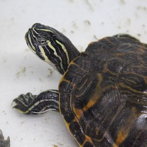 Eastern river cooter (Pseudemys concinna concinna)