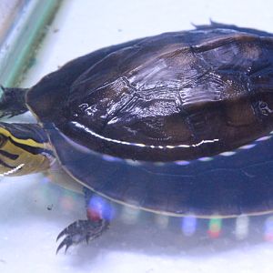 Wallacean box turtle (Cuora amboinensis amboinensis)