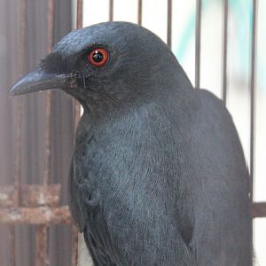 Ashy drongo (Dicrurus leucophaeus leucophaeus)