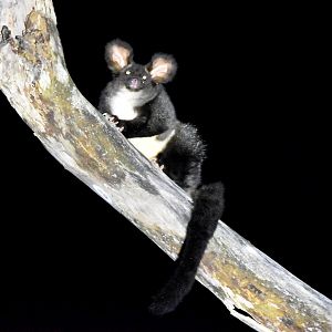 My First Wild Greater Glider