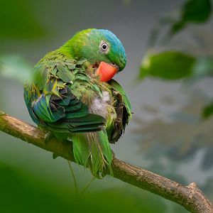 Blue-naped parrot (Tanygnathus lucionensis)