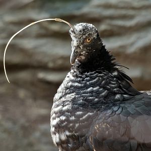 Horned screamer (Anhima cornuta)