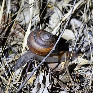 Fraser's Banded Snail