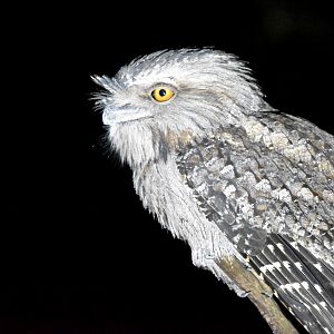 Tawny Frogmouth