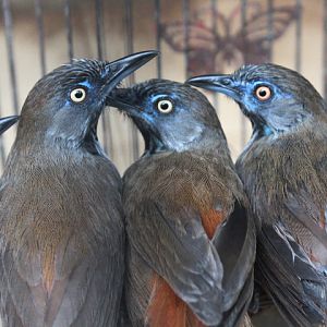 Chestnut-rumped babbler (Stachyris maculata maculata)