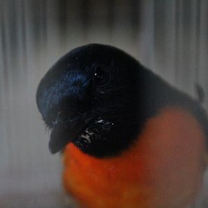 Scarlet minivet (Pericrocotus speciosus siebersi)