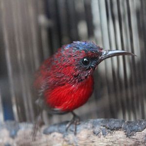 Crimson sunbird (Aethopyga siparaja heliogona)