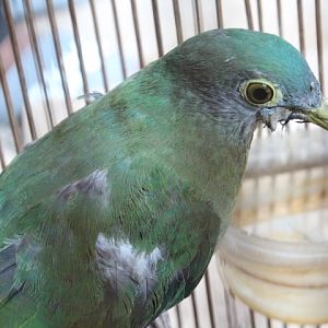 Black-naped fruit dove (Ptilinopus melanospilus melanauchen)