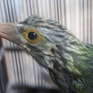 Javan lineated barbet (Psilopogon lineatus lineatus)
