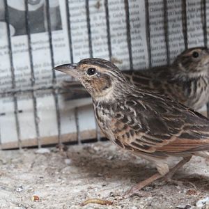 Singing bush lark (Mirafra javanica javanica)
