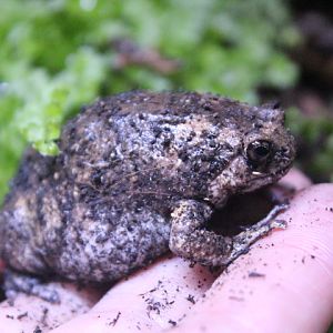 Flower pot frog (Kaloula baleata)