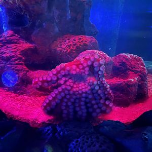giant pacific octopus (enteroctopus dofleini) - BX Sea